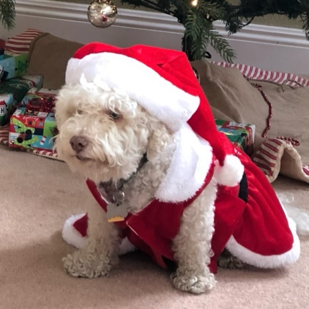 Pet outfit Christmas Dress with Collar Buttons Bow Lined - Medium